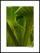 Hosta_07_009B