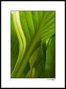 Hosta_07_014