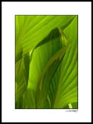 Hosta_07_015