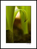 Hosta_07_016