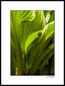 Hosta_low_1_B