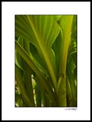 Hosta_low_3