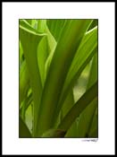 Hosta_low_6_B