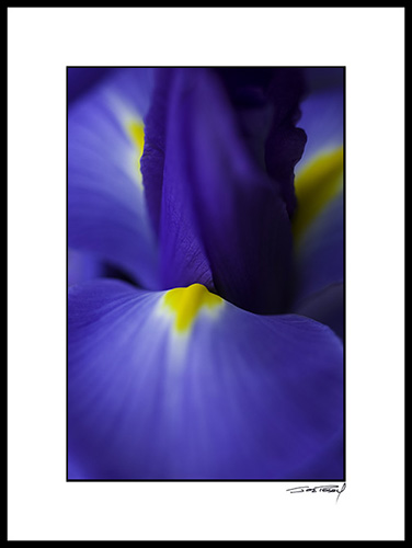 Biris_blue-yellow_002