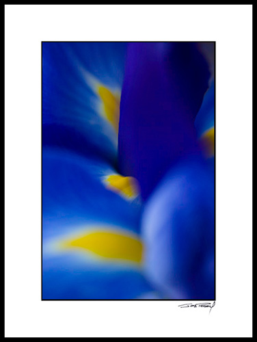 Ciris_blue-yellow_003b