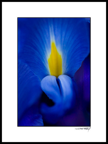 Diris_blue-yellow_004