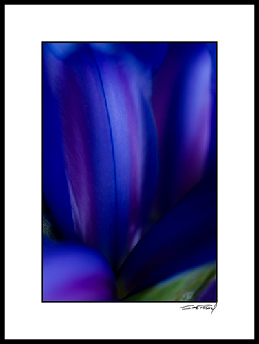 Firis_blue-yellow_008