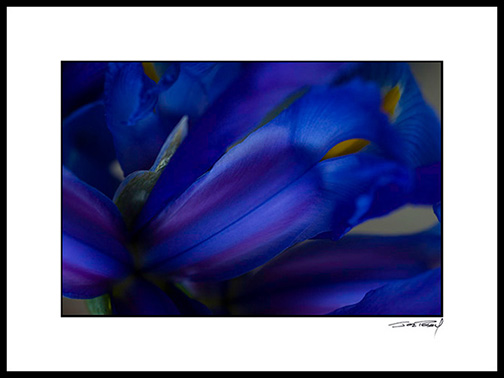 Giris_blue-yellow_010b