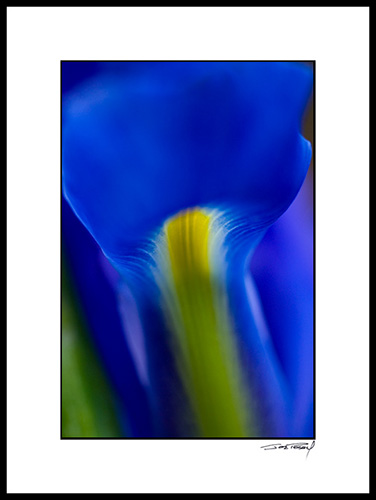 Iiris_blue-yellow_011