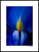 Airis_blue-yellow_001_