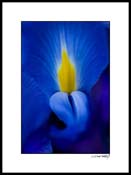 Diris_blue-yellow_004
