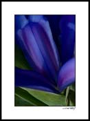 Eiris_blue-yellow_007