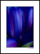 Firis_blue-yellow_008