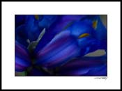 Giris_blue-yellow_010b
