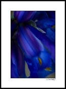 Hiris_blue-yellow_010b_vert