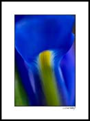 Iiris_blue-yellow_011