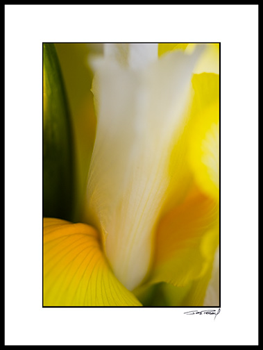 iris_yellow_001