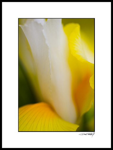 iris_yellow_004