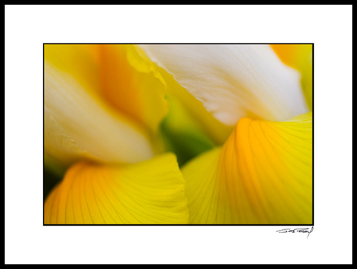 iris_yellow_005