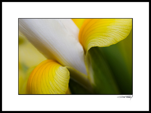 iris_yellow_006