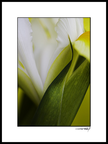 iris_yellow_007