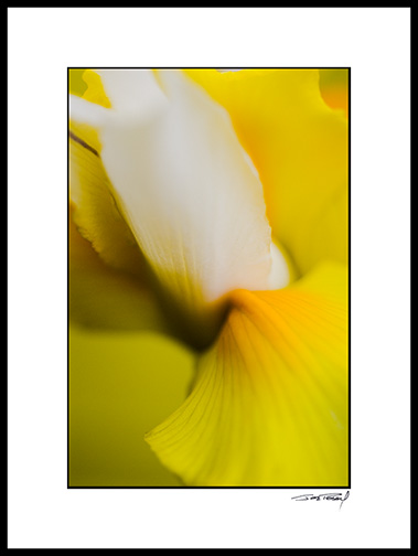 iris_yellow_008