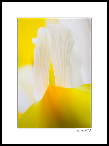 iris_yellow_010