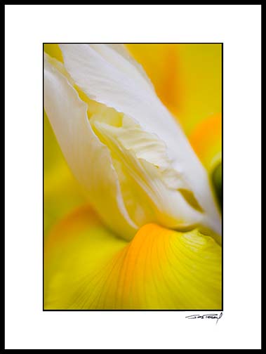 iris_yellow_012