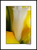 iris_yellow_001