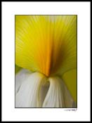 iris_yellow_002B