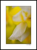 iris_yellow_003