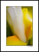 iris_yellow_004