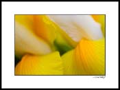 iris_yellow_005