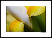 iris_yellow_006