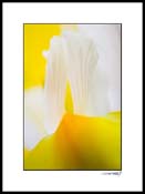 iris_yellow_010