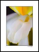 iris_yellow_011