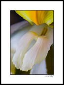 iris_yellow_011B