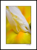 iris_yellow_012