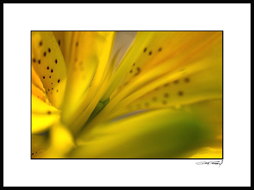 G_dsc5013