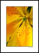 F_dsc4985c