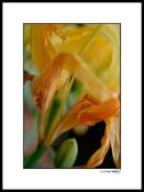 H_dsc5036d