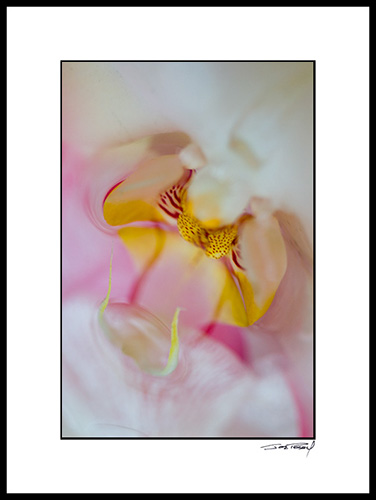 Borchid&petals_002