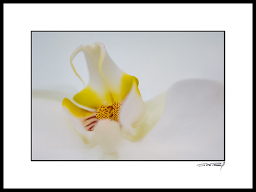 Corchid_white_002