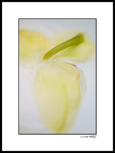 Eorchid_white_006
