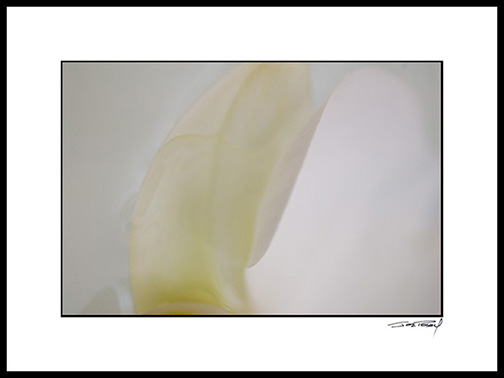 Gorchid_white_010