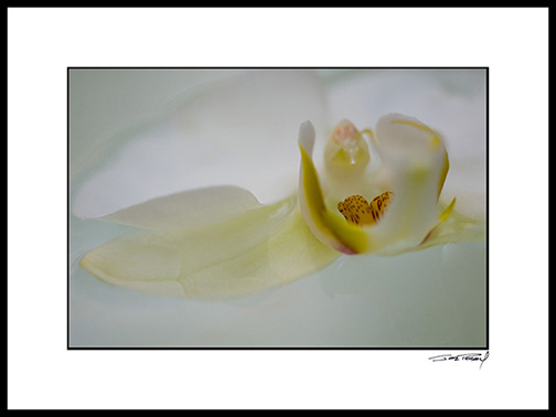 Horchid_white_011