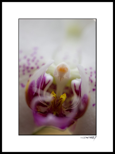 ORCHID_DOTS_001