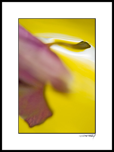orchid_purple_002