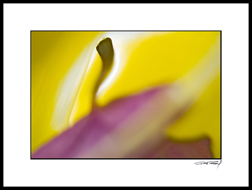 orchid_purple_003