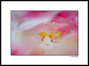 Aorchid&petals_001